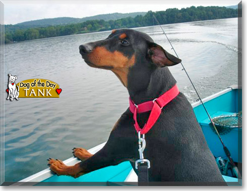 Tank, the Dog of the Day Tank, the Dog of the Day