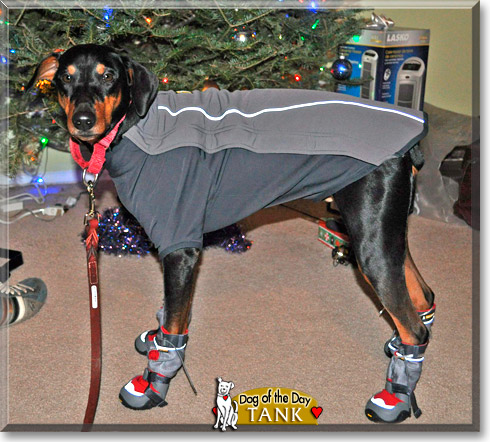 Tank, the Dog of the Day Tank, the Dog of the Day