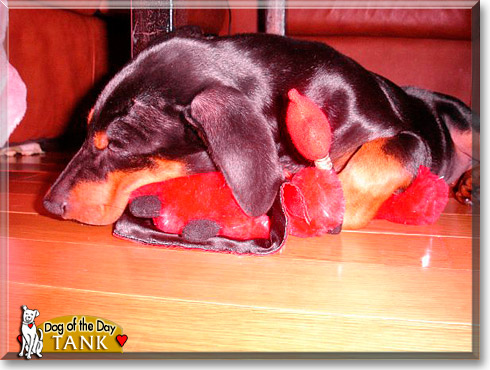 Tank, the Dog of the Day Tank, the Dog of the Day