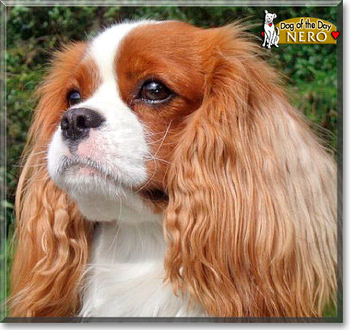 Neró, the Dog of the Day Neró, the Dog of the Day