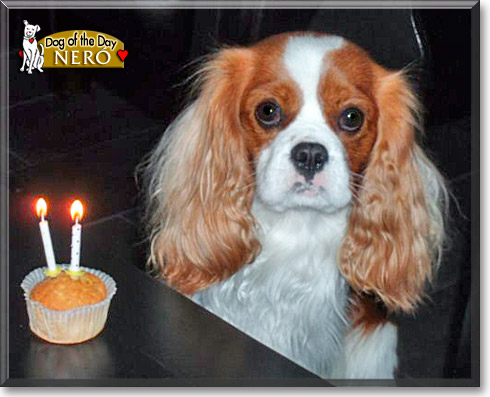 Neró, the Dog of the Day Neró, the Dog of the Day