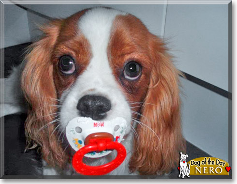 Neró, the Dog of the Day Neró, the Dog of the Day