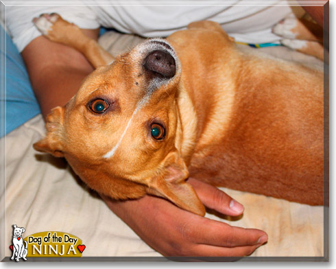 Ninja, the Dog of the Day
