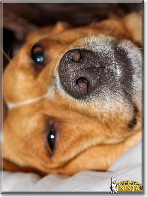 Ninja, the Dog of the Day