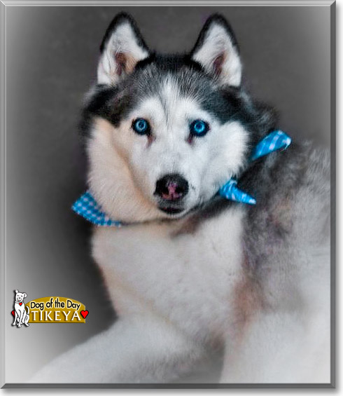 Tikeya, the Dog of the Day Tikeya, the Dog of the Day