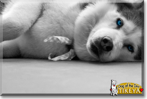 Tikeya, the Dog of the Day Tikeya, the Dog of the Day