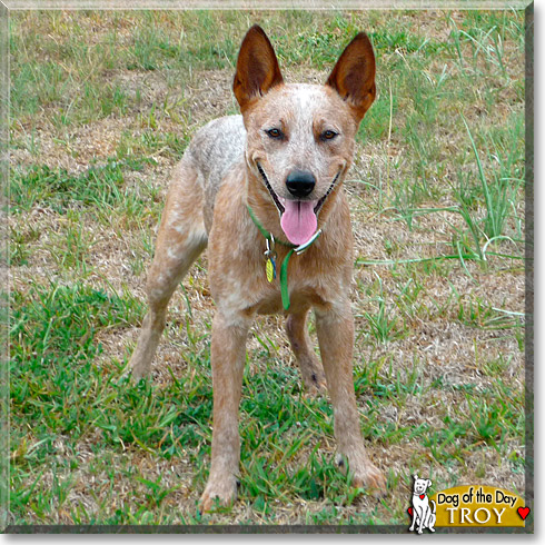 Troy, the Dog of the Day Troy, the Dog of the Day