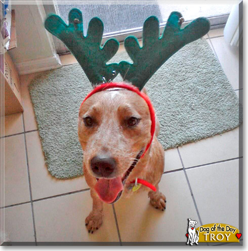 Troy, the Dog of the Day Troy, the Dog of the Day