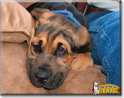 Earl, the Dog of the Day Earl, the Dog of the Day