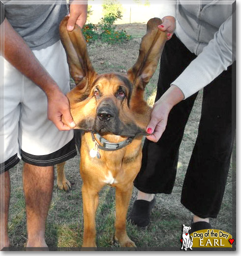 Earl, the Dog of the Day Earl, the Dog of the Day