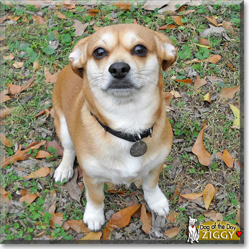 Ziggy, the Dog of the Day Ziggy, the Dog of the Day