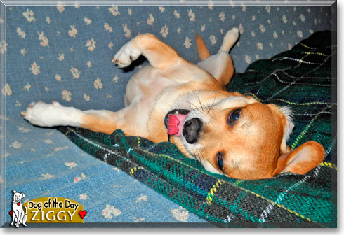 Ziggy, the Dog of the Day Ziggy, the Dog of the Day