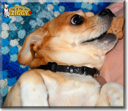 Ziggy, the Dog of the Day Ziggy, the Dog of the Day