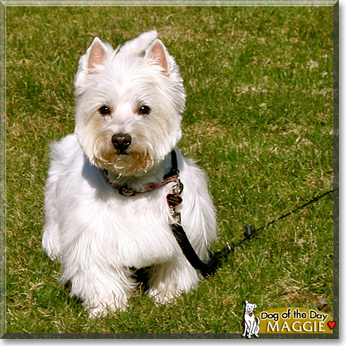 Maggie, the Dog of the Day Maggie, the Dog of the Day