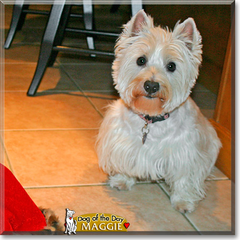 Maggie, the Dog of the Day Maggie, the Dog of the Day