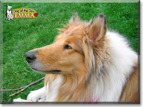 Emma, the Dog of the Day