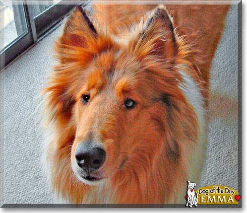 Emma, the Dog of the Day Emma, the Dog of the Day