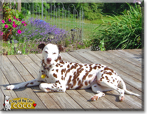 CoCo, the Dog of the Day CoCo, the Dog of the Day