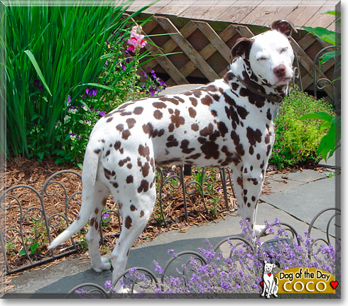 CoCo, the Dog of the Day CoCo, the Dog of the Day