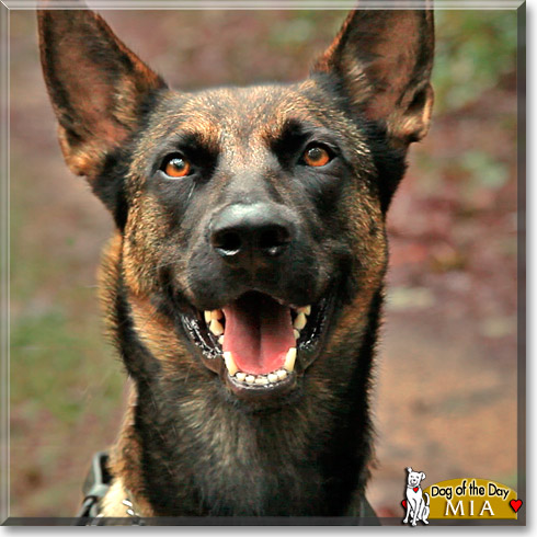 Mia, the Dog of the Day Mia, the Dog of the Day