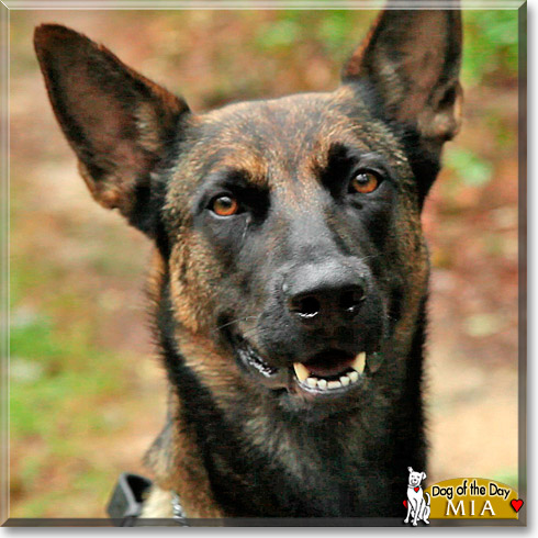 Mia, the Dog of the Day Mia, the Dog of the Day