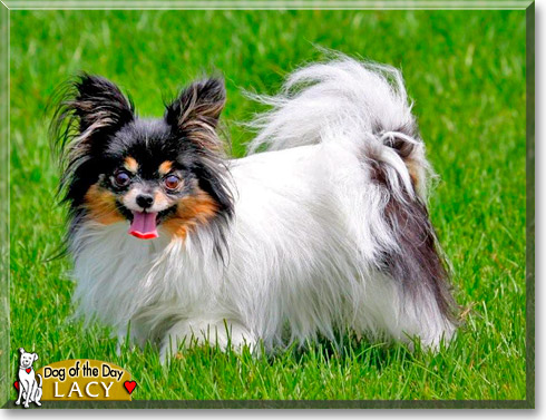 Lacy, the Dog of the Day Lacy, the Dog of the Day