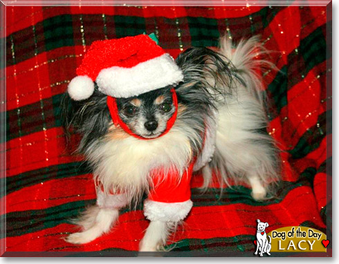 Lacy, the Dog of the Day Lacy, the Dog of the Day