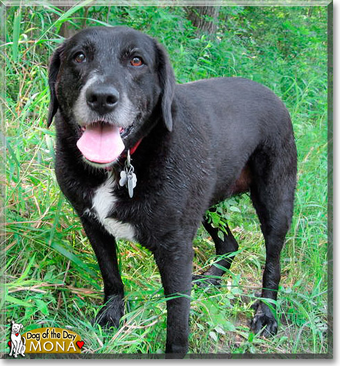 Mona, the Dog of the Day Mona, the Dog of the Day
