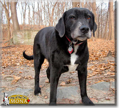 Mona, the Dog of the Day Mona, the Dog of the Day