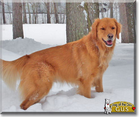 Gus, the Dog of the Day Gus, the Dog of the Day