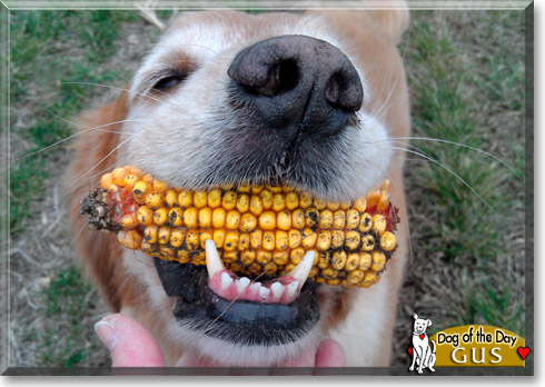 Gus, the Dog of the Day Gus, the Dog of the Day