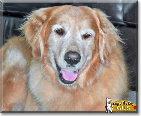 Gus, the Dog of the Day Gus, the Dog of the Day