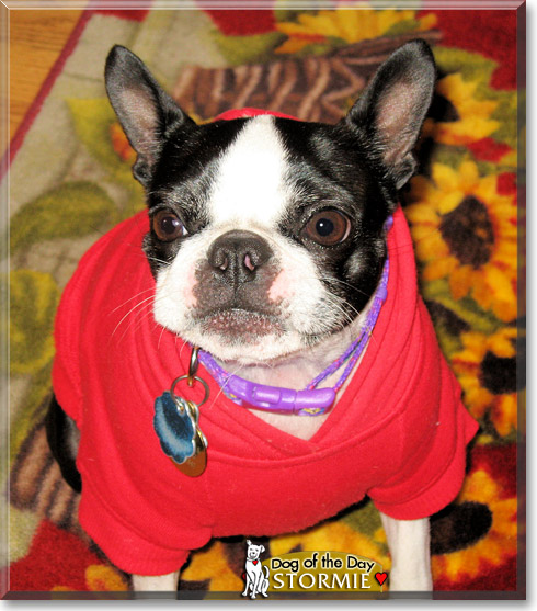 Stormie, the Dog of the Day Stormie, the Dog of the Day