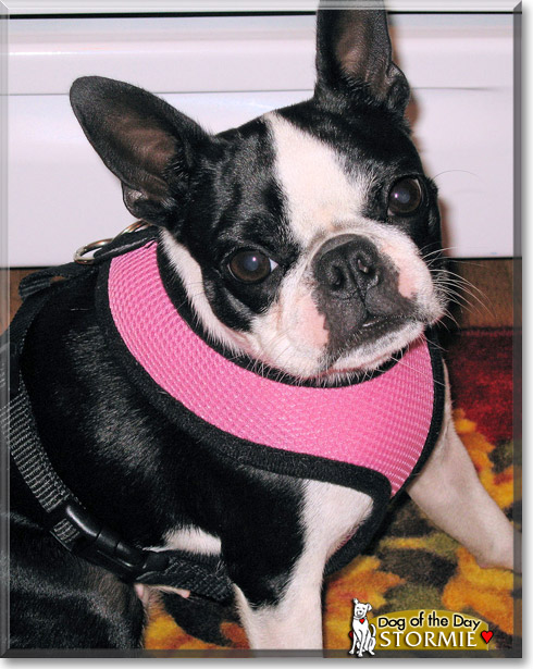 Stormie, the Dog of the Day Stormie, the Dog of the Day