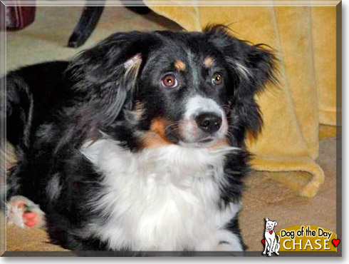 Chase, the Dog of the Day Chase, the Dog of the Day