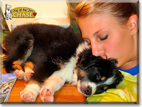 Chase, the Dog of the Day Chase, the Dog of the Day