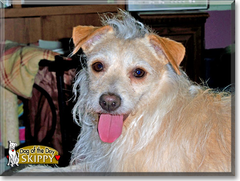 Skippy, the Dog of the Day Skippy, the Dog of the Day
