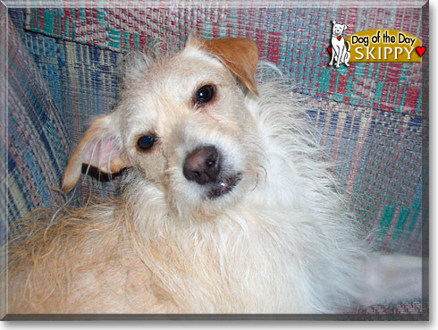 Skippy, the Dog of the Day Skippy, the Dog of the Day