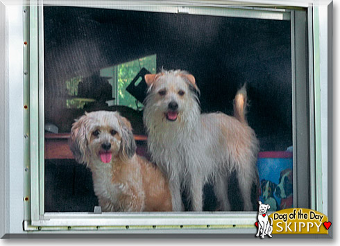 Skippy, the Dog of the Day Skippy, the Dog of the Day