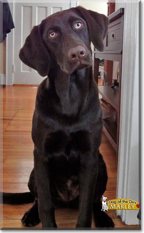 Marley, the Dog of the Day Marley, the Dog of the Day