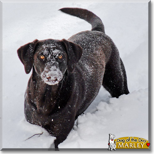 Marley, the Dog of the Day Marley, the Dog of the Day