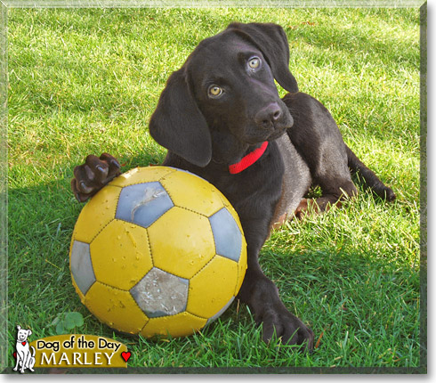 Marley, the Dog of the Day Marley, the Dog of the Day