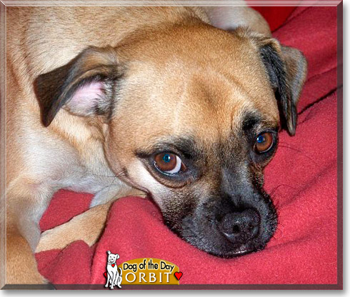 Orbit, the Dog of the Day Orbit, the Dog of the Day