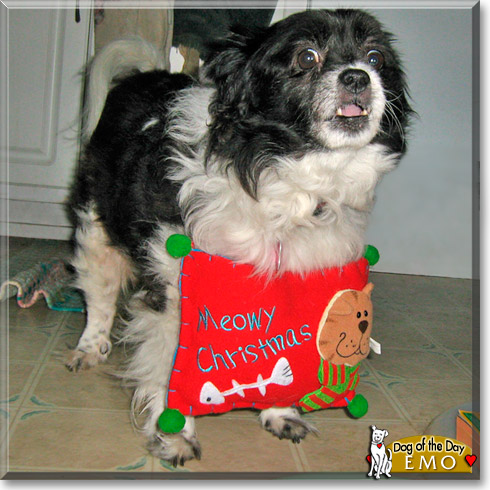 Emo, the Dog of the Day Emo, the Dog of the Day