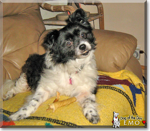 Emo, the Dog of the Day Emo, the Dog of the Day