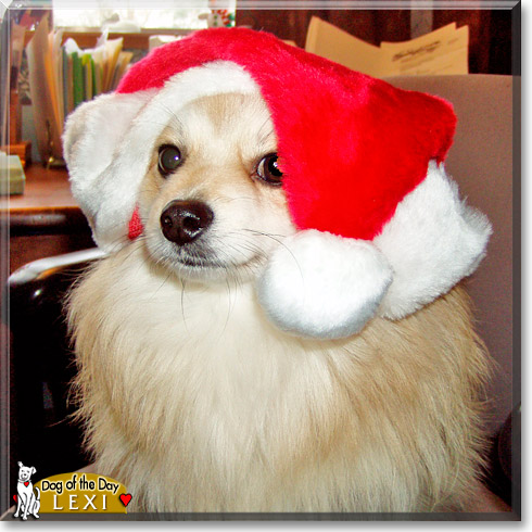 Lexi, the Dog of the Day Lexi, the Dog of the Day