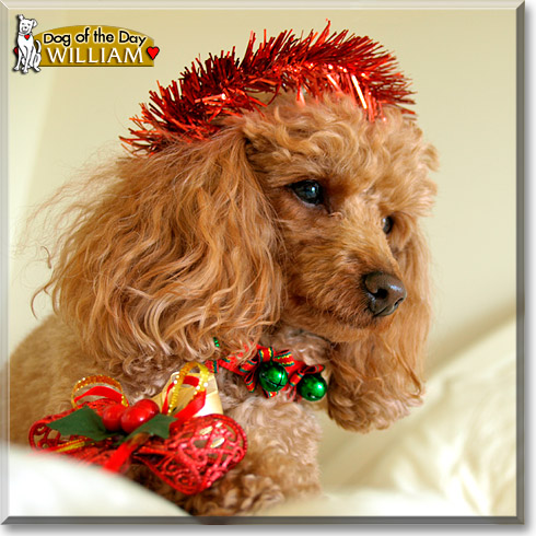 William, the Dog of the Day William, the Dog of the Day