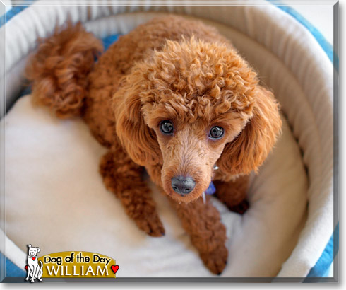 William, the Dog of the Day William, the Dog of the Day