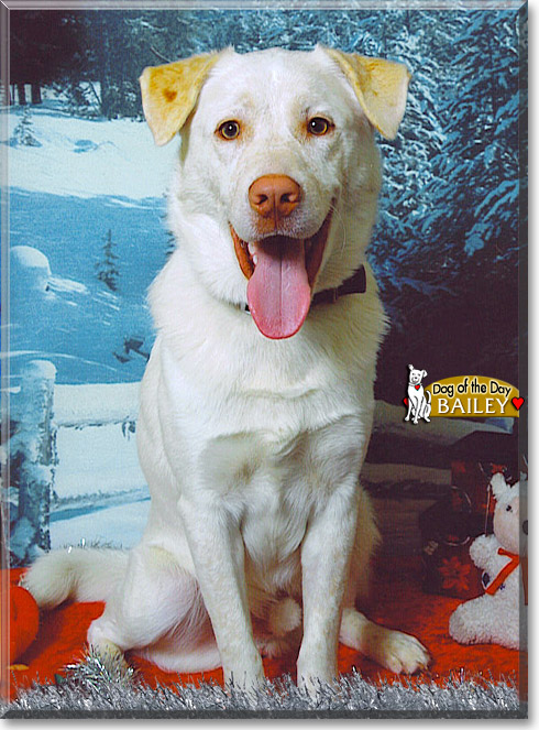 Bailey, the Dog of the Day