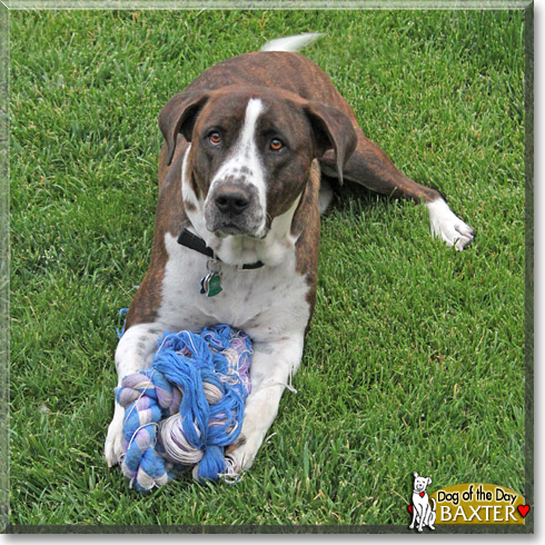 Baxter, the Dog of the Day Baxter, the Dog of the Day